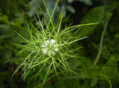 Nigella damascena (2014, May 24)