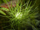 Nigella damascena (2014, May 24)