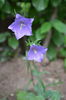 campanula carpatica 1