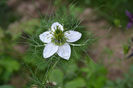 nigella 2