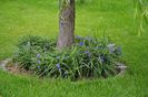 Tradescantia virginiana blue