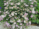 Spiraea little princes