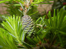 Abies koreana (2014, May 16)