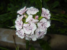 Dianthus barbatus (2014, June 04)