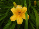 Hemerocallis Stella de Oro (2014, Jun.05)