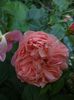 abraham darby