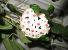 a inflorit hoya