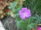 geranium sanguineum Rosa, prima floare