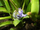Blue Hyacinth (2014, June 11)