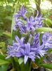 Blue Hyacinth (2014, June 14)