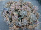 Graptopetalum paraguayense  (N.E.Br.) E. Walther1938