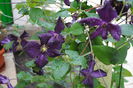 clematis Romantika