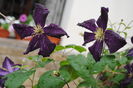 clematis Romantika