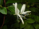 Lonicera japonica (2014, June 18)