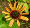 Echinacea