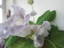 gloxinia