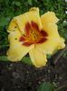 Hemerocallis 'Don Stevens'