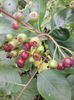 aronia