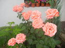 Bright Salmon Rose (2014, June 14)