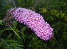 Buddleja davidii Purple (2014, Jul.08)