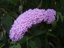 Buddleja davidii Purple (2014, Jul.08)