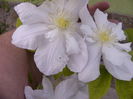 Clematis Duchess of Edinburgh