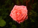 Miniature Rose (2014, July 01)