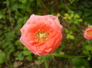 Miniature Rose (2014, July 03)