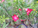 adenium