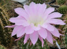 2 echinopsis