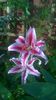 Lilium