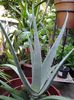 aloe ferox