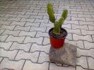 Euphorbia 50 lei