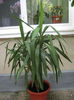 Picture My plants 556