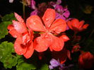 Red Geranium (2014, July 31)