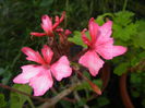 Pink Stellar Geranium (2014, July 07)