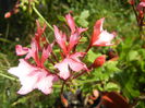 Pink Stellar Geranium (2014, July 19)