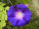 Morning Glory_Ipomoea (2014, Aug.17)