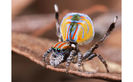 Maratus volans