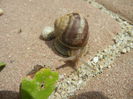 Garden Snail. Melc (2014, May 09)