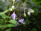 Solanum dulcamara (2014, July 19)