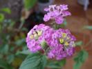 lantana