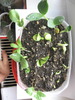 Testare germinatie