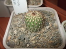 Uebelmannia pseudopectinifera