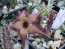 Stapelia schinzii