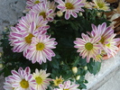 Chryanthemum (2009, Sep.25)