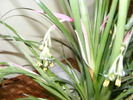 Billbergia