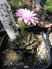 Gymnocalycium damsii rotundulum - 08.07