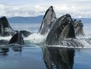 Humpback Whale Group Bubble Net Feeding, Chatham Strait, Alaska