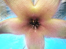 Stapelia gettlefii - macro floare